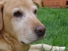dotsies-garten-2008-194