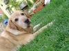 dotsies-garten-2008-205