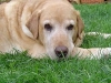 dotsies-garten-2008-207