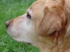 dotsies-garten-2008-210