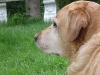 dotsies-garten-2008-216