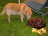 dotsies-garten-2008-244