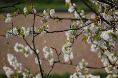 Frühling