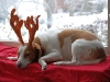 weihnachten-und-op-072