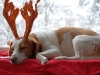 weihnachten-und-op-075