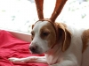 weihnachten-und-op-077