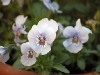 2011aprilostern-061